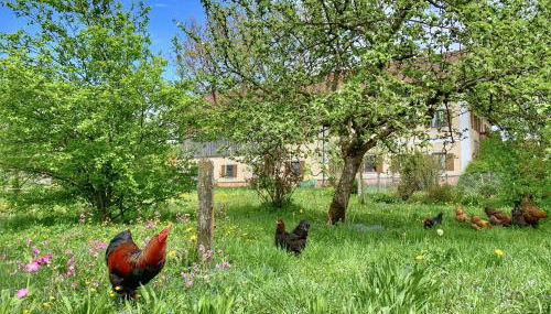 Bauernhof Geigerhof - Foto 3