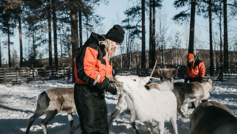 Visiting a reindeer farm