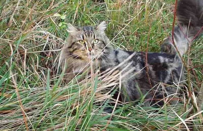 Colleverde Country House Beauty&Wellness - Foto 66