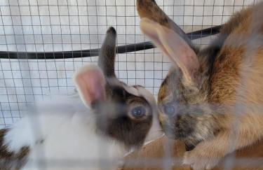 Tenuta Santo Stefano Azienda Agrituristica - Photo 24