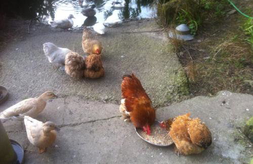 The Little Barn - Near St Ives Beaches & Walks, Dog Friendly - Foto 17