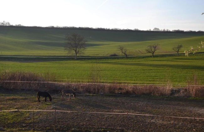 Relaxing Forest Escape With BBQ - Foto 35