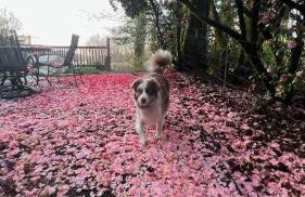 Blue Heron Sanctuary & Serene, river-front cottage - Foto 37