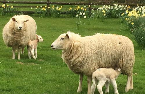 Meadow Sweet Cottage - Photo 23