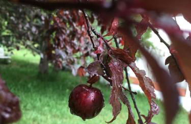 70s Beach villa with garden at 400m from the beach - Foto 8