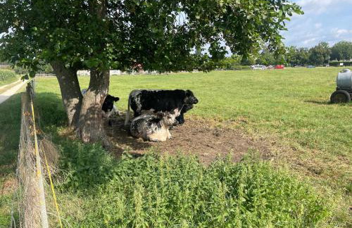 Studio im Grünen und Bodenseenähe - Foto 20