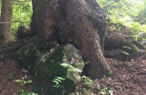 Casa Dalsass - Photo 51