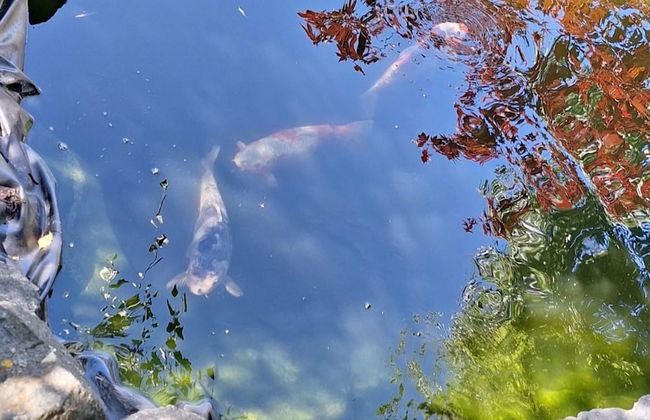 Holiday Home in Willersdorf With Outdoor Sauna - Photo 19
