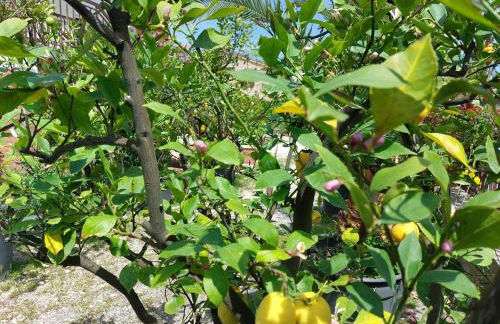 Casale San Martino Agriturismo Bio - Foto 22