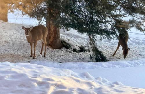 Paddler's Paradise Cabin with Direct Trail Access! - Foto 71