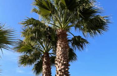 The Olive Grove Villas with large swimming pool - Foto 26