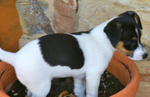 Santa Maria a Poneta - Foto 68