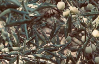 La colina buena - cosy casita for nature lovers - Foto 22