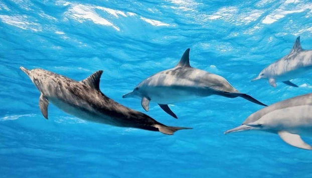 Whale & Dolphin Encounter - Foto 4