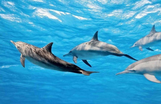 Whale & Dolphin Encounter - Photo 4