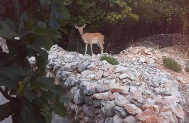 Apartman Legac - Foto 46