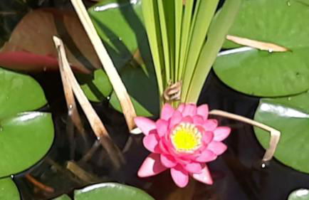 Quinta Inge - Foto 7