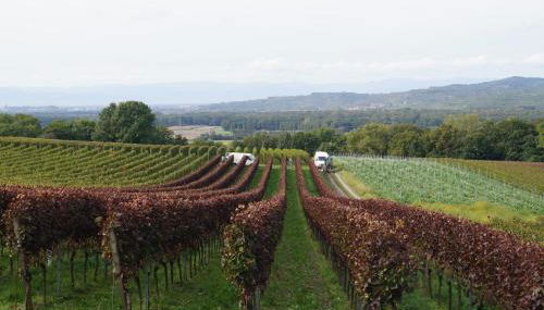 Weingut Landmann Ferienwohnungen - Foto 2