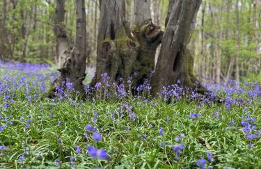 Orchard Cottage - Kent - Foto 18