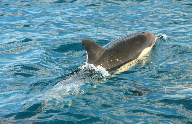 Avistamiento de delfines en Tavira - Foto 7