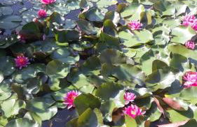 Ferienwohnung Tölle - Foto 10