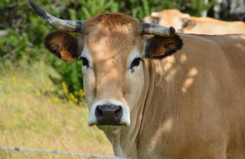 Gite La Barthe Basse - Foto 39