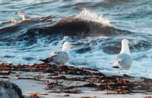 Ferienwohnung 258 Haus Schleswig - Foto 25