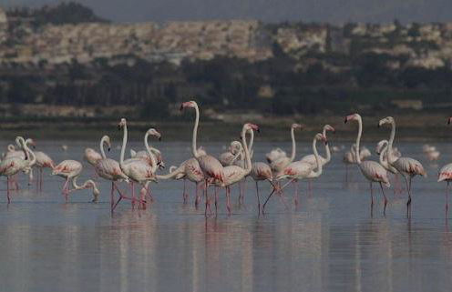 Blue house 1ª linea playa - Foto 34