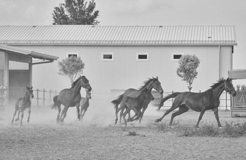 Alle Siepi - Foto 45