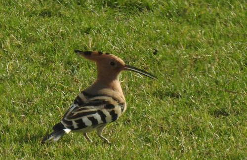 Villa Aries - Rural Chic Experience - Foto 33