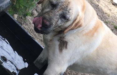 Gaer Fawr Barns - Photo 19