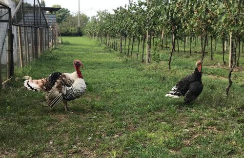 Agriturismo La Montina - Foto 35