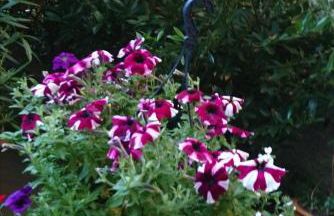 Down-Town-Oasis - Foto 18