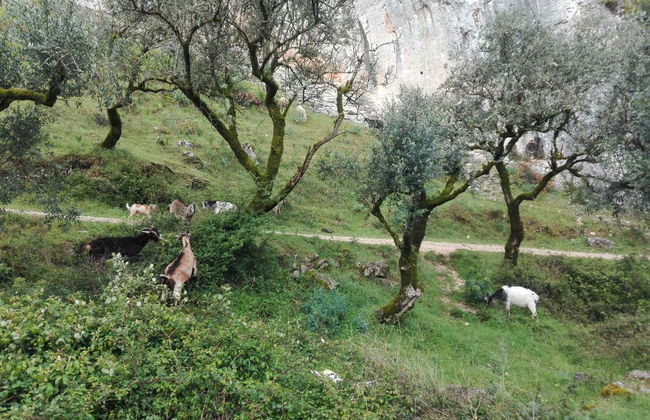 Tour por las aldeas de pizarra de la Sierra de Lousã - Foto 4