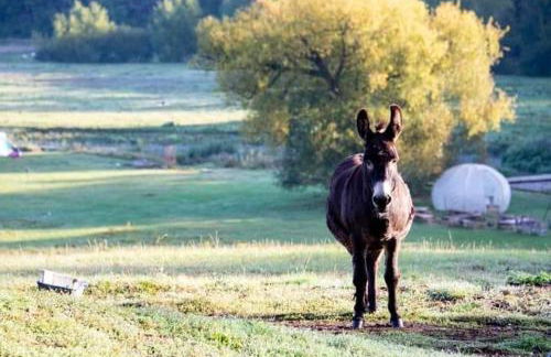 Outlook farm cabin firepit - Foto 26