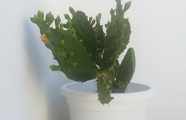 Affittacamere Paduli Piani - Photo 27