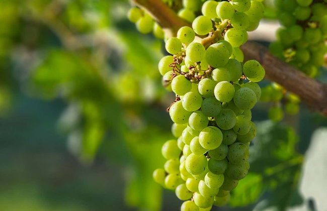 Brasilia Hot Air Balloon Ride - Photo 7