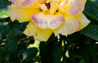 Villa Falkoni II - Foto 36