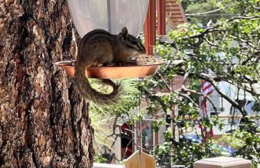 Blissfully Wild -with Hot Tub and pets are welcome - Foto 12