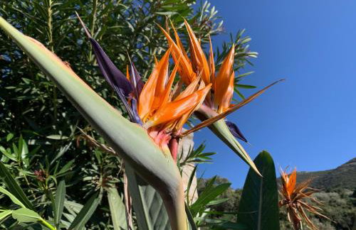 The Olive Tree - Photo 40