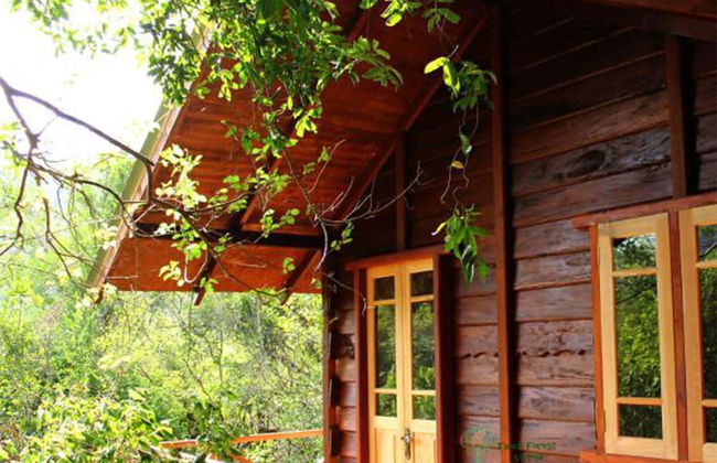 Thick forest sigiriya - Photo 11
