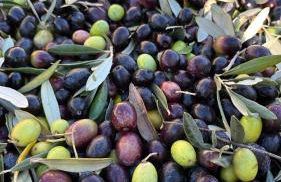 Agriturismo IL VIAIO - Foto 92