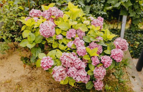 Dama s kamelijama - Foto 15