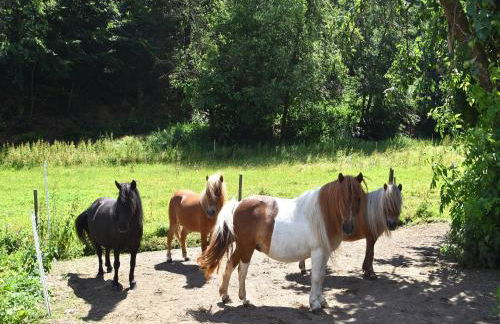 Holiday Farm Situated Next to the Kellerwald-edersee National Park With a Sunbathing Lawn - Foto 54