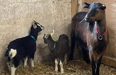 Ferienhof"WaldEsel Rippersroda" - Foto 39