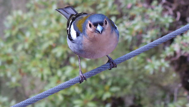 Les oiseaux de Rabaçal