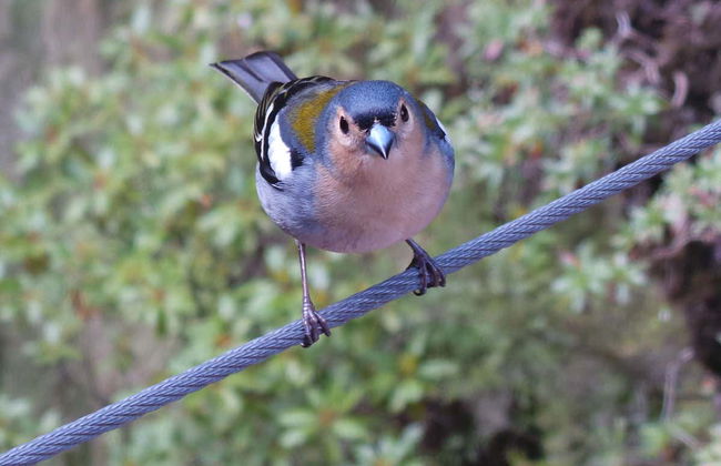 Cabo Girão & Rabaçal Offroad Day Trip - Photo 3