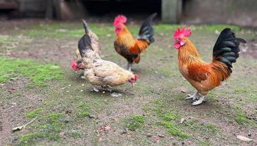 GILS Experience - Photo 2