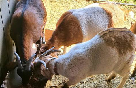 Cozy Cabin, near Mosier and Hood River - Foto 6