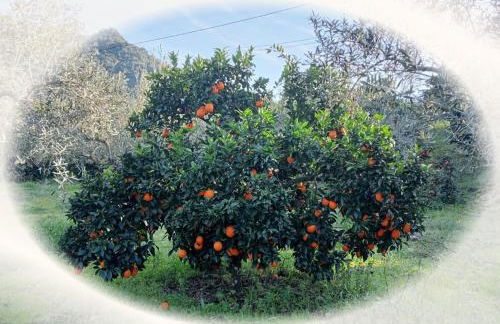 Casa do Rossio - Foto 26